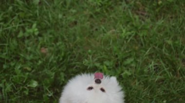 Neşeli ve enerjik beyaz bir köpek güneşli bir çimenlik alanda güneşli bir tenis topuyla neşe içinde etkileşime geçer.