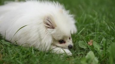 Neşeli ve tapılası beyaz bir Pomeranya 'lı açık havada eğleniyor, bereketli yeşilliklerin arasında bir çubuk çiğniyor.