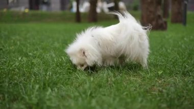 Yumuşak, tapılası beyaz bir köpek serin bir parktaki yemyeşil otları kokluyor ve keşfediyor.
