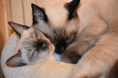 Two Siamese sisters cats resting together