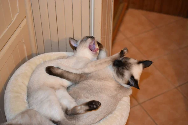 Cats Siamese sisters laying together