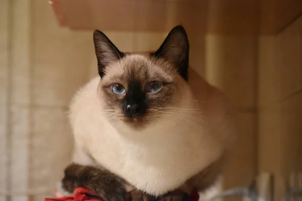 Portrait of Siamese Cat sitting on the shelf