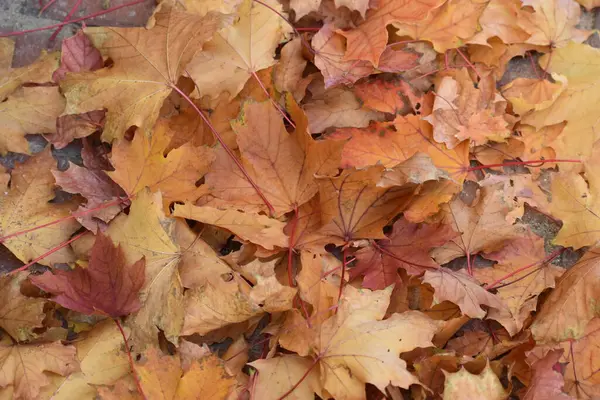 Fallen leaves on the ground from high view