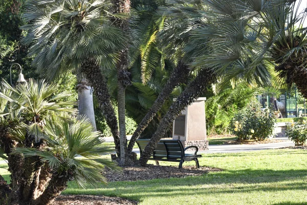Güney Kaliforniya, San Marino 'da palmiye ağaçlarının altında yeşil bir bank.
