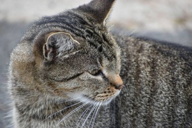 Gri kedi portre açık