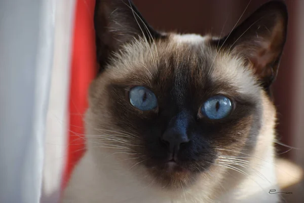 Siyam kedisi. Yaklaş.