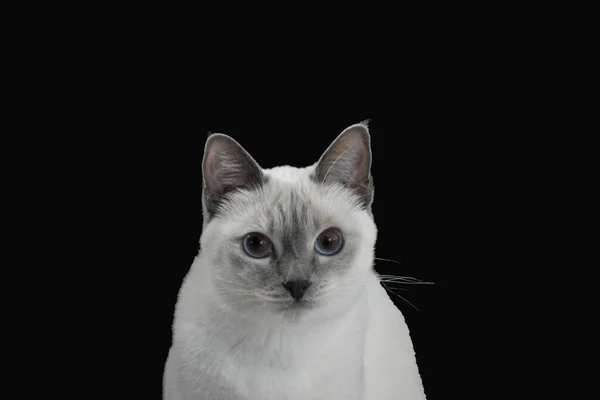 Gray Cat Portrait Outdoor — Stock Photo, Image