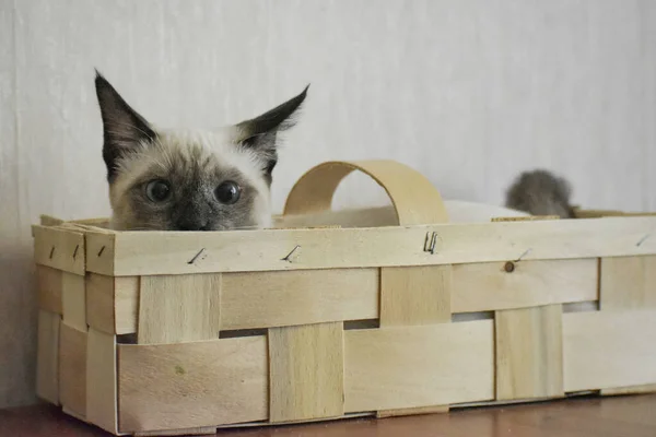 Pet Siamese Cat Basket — Stock Photo, Image