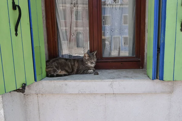 Pet Cat Sleeping Window Sill Outdoor Burano Venice — Stock Photo, Image