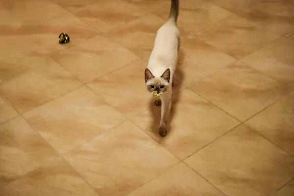 暹罗猫带着玩具在地板上奔跑 — 图库照片