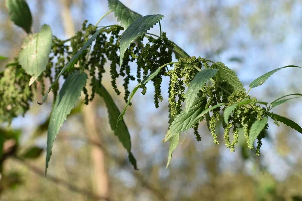 Bitkiler. Nettle Şubesi