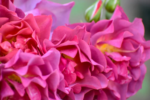 Pembe Güller Rengi 2023 Yakın plan