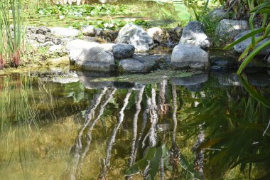 Ormanda Su Yansıması