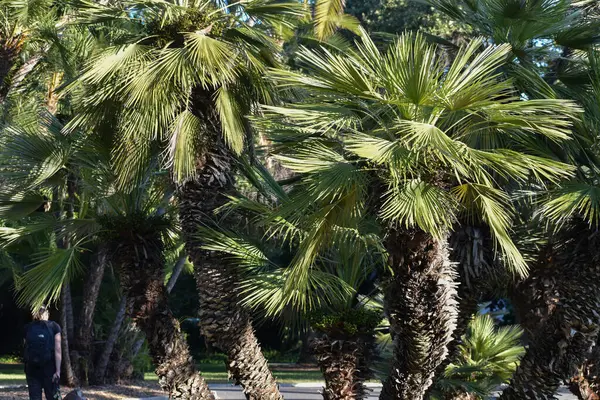 İnce Avuçlar Yaklaş