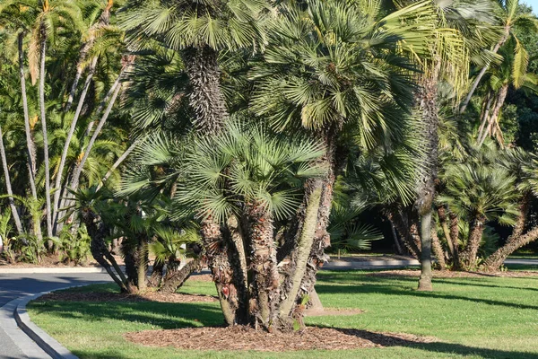 Kaliforniya 'daki Palm Trees Parkı