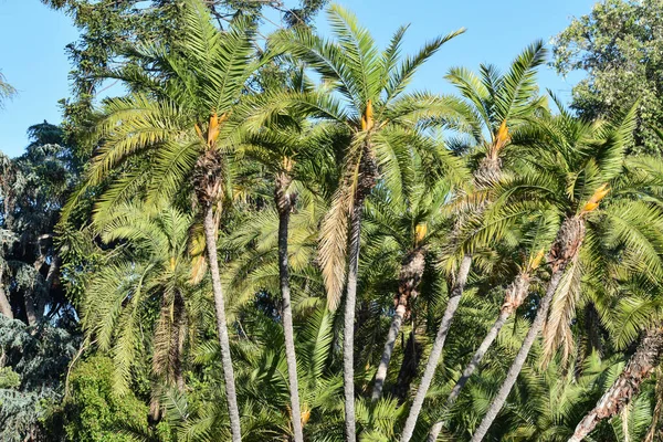 Kaliforniya Avuç İçi