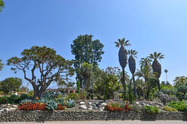 Yazın kaktüs bahçesi