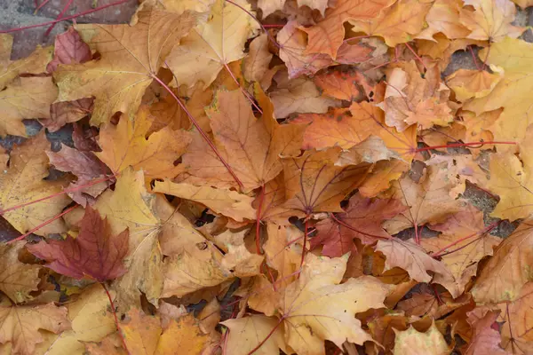 Paris 'te düşmek. Turuncu ve Sarı Yapraklar Kusursuz Negatif Alan