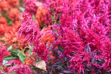 Dekoratif Bahçe Pembe Çimeni Kapatın 