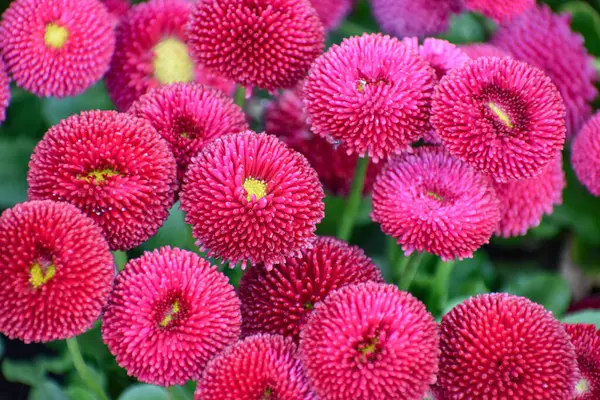 Bahçedeki pembe papatyalar 