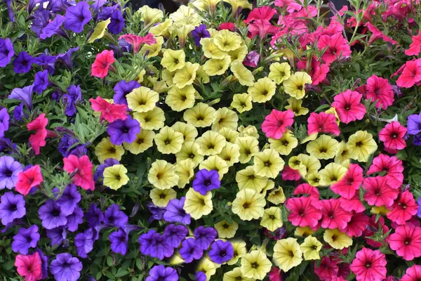 Mor Sarı ve Pembe Petunya Çiçekleri