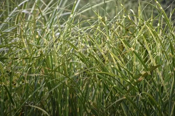 Yeşil Bahçe Çimeni Kapatın