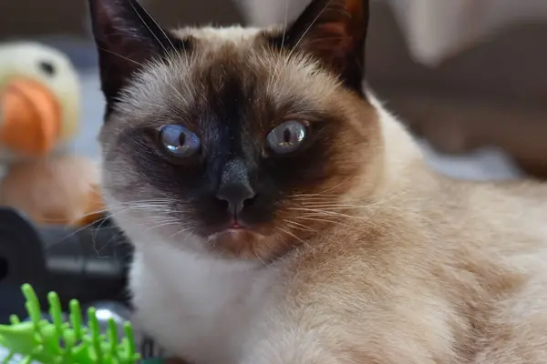 Siyam Mavisi Gözlü Kedi 