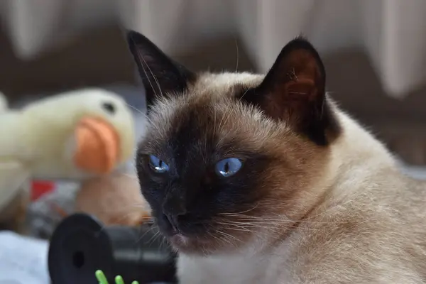 Mavi Gözlerin Portresi Siyam Kedisi