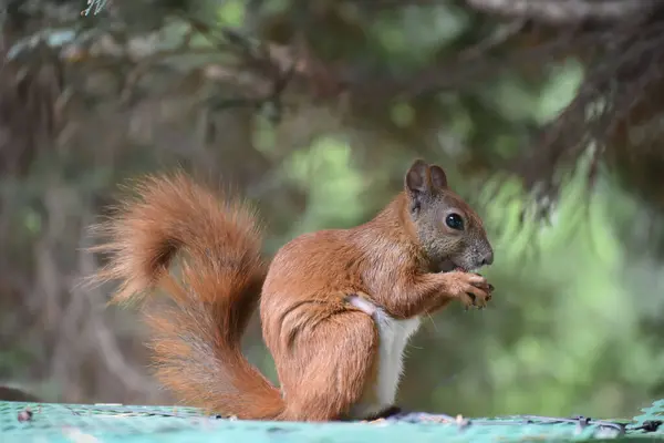 Kırmızı Sincap Oturuyor ve Yiyor