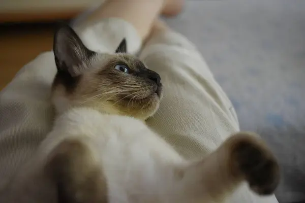 Hayvan Evcil Hayvanı Mutlu Siyam Kedisi