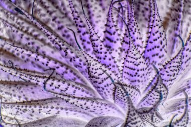 Mor Soyut Fabrikalar Kapatın