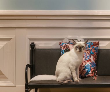 Bençte Genç Siyam Kedisi