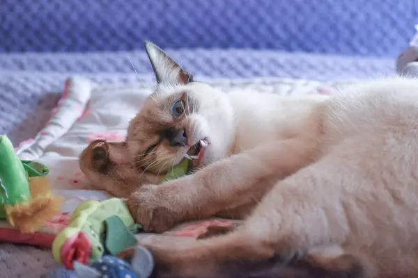 Şirin siyam kedisi oyuncağıyla deliriyor