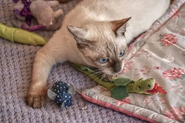 Siyam komik kedisi Oyuncaklarıyla oynuyor