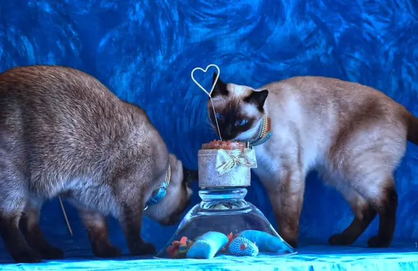 Kedi 'nin Doğum Günü Pastası