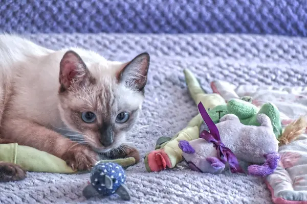 Oyuncaklarla Siyam Kediciği oynamak