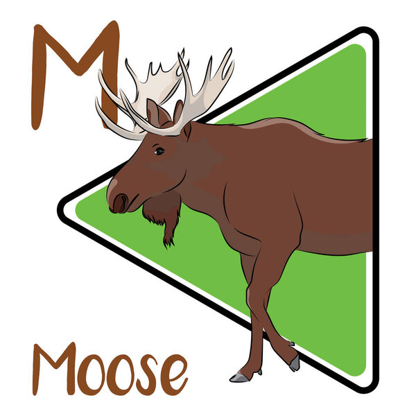 The moose is the tallest and the second-largest, land animal in North America. Adult moose use their antlers or hooves to defend themselves from predators like bears and wolves. Moose are mostly diurnal.