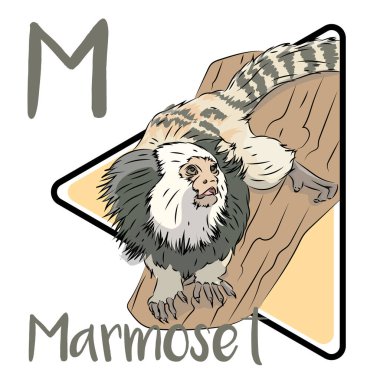 Marmoset eşsiz bir Yeni Dünya Maymunu. Ağaçta yaşayan primatlar, hızlı bir şekilde hareket ederler. Marmosetler son derece sosyal yaratıklardır. Marmoset Brezilya 'nın kuzeydoğusundaki çalılık ormanlarına ve daha kuru Atlantik ormanlarına özgüdür.,