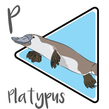 The platypus is one of Australia's most iconic native animals. The platypus is generally active at night and dusk, and occasionally active by day. Platypuses are generally solitary. Males often fight during the breeding season. clipart