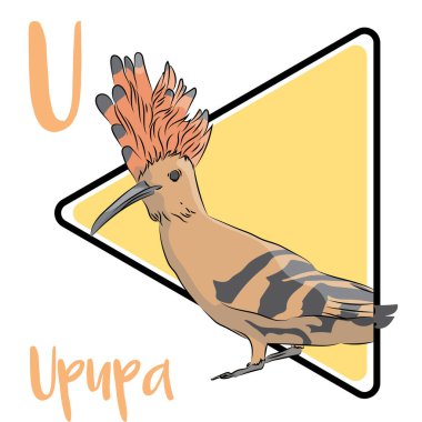 The Upupa is widespread in Europe, Asia, and Africa. The Upupa has broad and rounded wings capable of strong flight. The diet of the Upupa is mostly composed of insects. It is a solitary forager which typically feeds on the ground. clipart