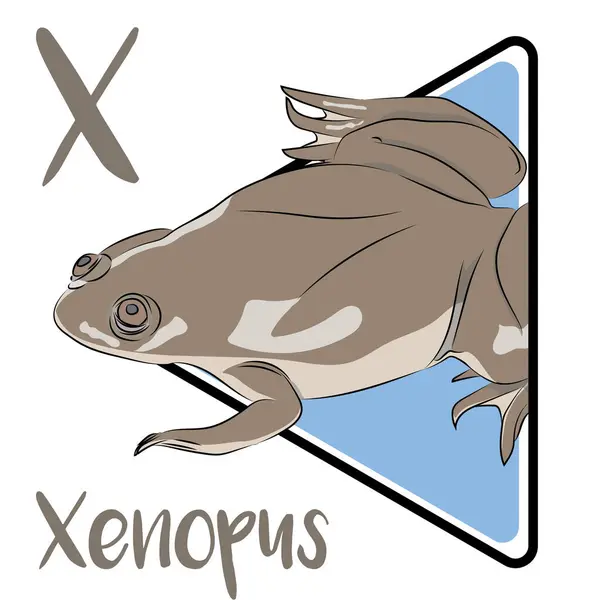 stock vector Xenopus laevis is an aquatic frog. Xenopus is a rather inactive creature. It is a large frog. Xenopus have flattened, somewhat egg-shaped and streamlined bodies, and very slippery skin. the body color is usually dark gray to greenish-brown.