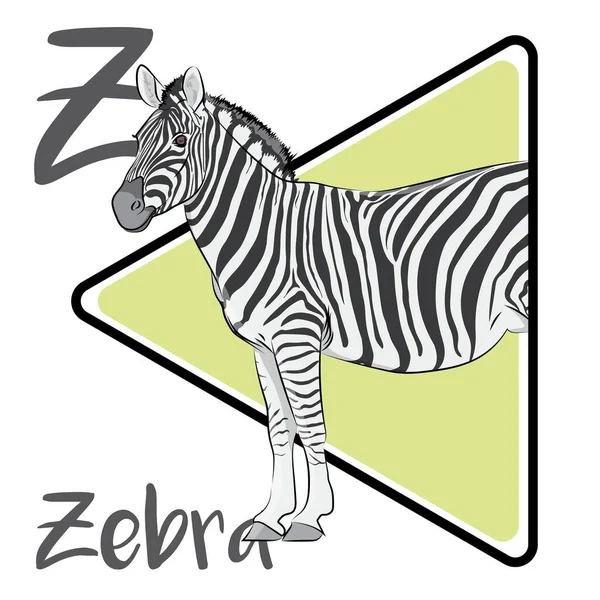 Zebralar donanımlıdır, at ailesinin üyeleri. Her zebranın kendine özgü kendine özgü çizgileri vardır. Zebralar taze ot ve su bulmak için sürekli hareket halindedirler. Zebralar öncelikli olarak otlatıcıdırlar ve düşük kaliteli bitki örtüsüyle hayatta kalabilirler..