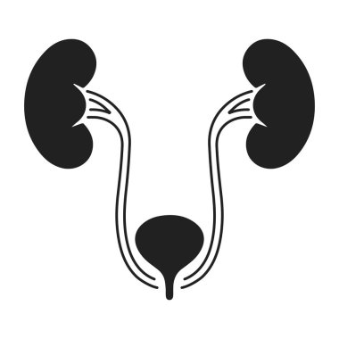 İnsan Böbrekleri, Üreticiler ve İdrar Sistemleri İllüstrasyonu