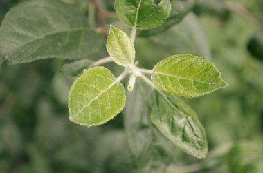 Canlı, yeşil, yumuşak desenli taze yapraklar ve meyve taşıyan bir elma dalında yeni bir büyüme, bulanık doğal bir arka plan