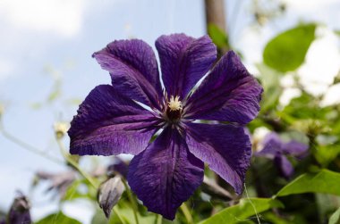 Yapraklarında narin örümcek ağları ve yumuşak mavi bir gökyüzüne karşı kurulmuş parlak sarı bir keklik olan canlı mor klematis çiçeğinin yakın görüntüsü.