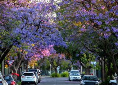 Güzel menekşe renkli Jacaranda caddesi çiçek açtı. Şefkat. Romantik tarzda. Güney Avustralya 'da bahar