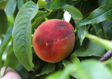 Large red ripe peach on a tree branch, close-up, focus on the fruit, natural fruit against green garden background