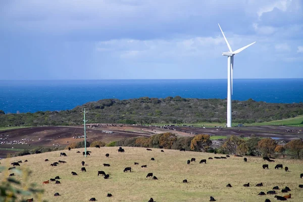 Wind Turbine Field Backdrop Natural Landscape Farm Cows Blue Sea — Stock Photo, Image