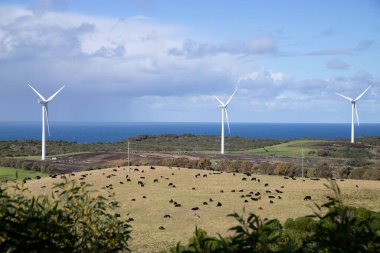 Bir tarlada çeşitli rüzgar türbinleri tarımsal çiftliği olan doğal bir arazinin zeminine karşı, tarlada ve mavi denizde inekler.