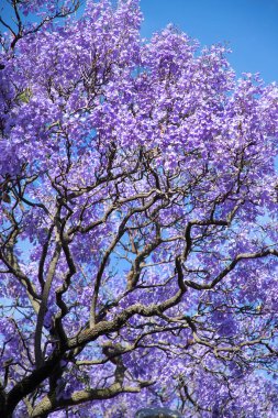 Güzel menekşe canlı jakaranda çiçek açtı. Şefkat. Güney Avustralya 'daki Jacaranda ağaçları. Bahar ya da yaz için mor çiçek. Romantik stil.